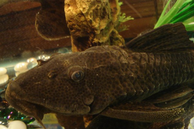 R.I.P. Pleco 20 years old 1-15-14.JPG