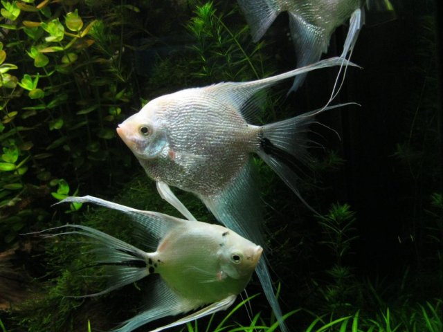 014_zpsdffb84fc.jpg
