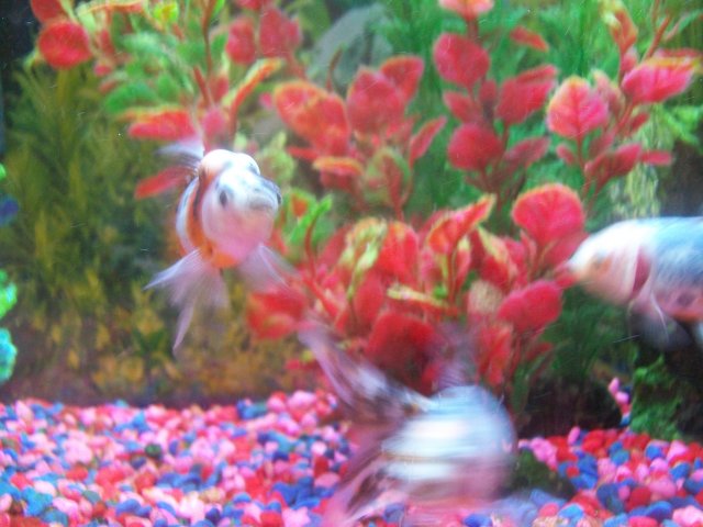 100_1083.JPG
