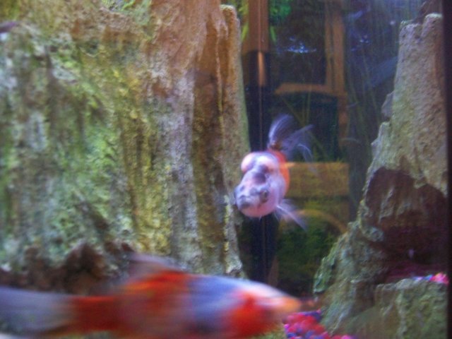 100_1088.JPG