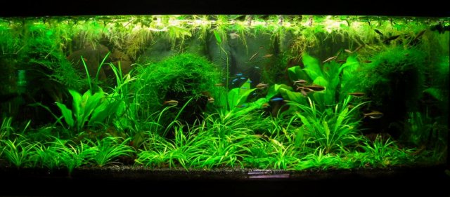 70g Apr 6-12.JPG