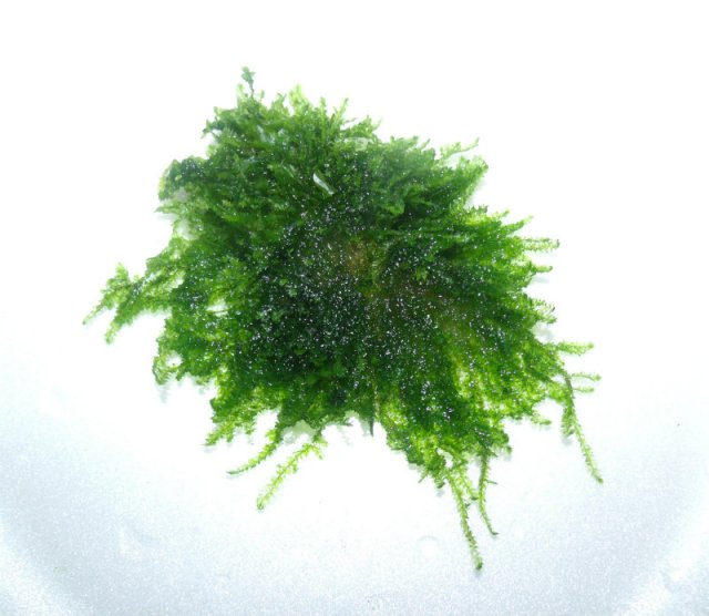 unknown moss.jpg