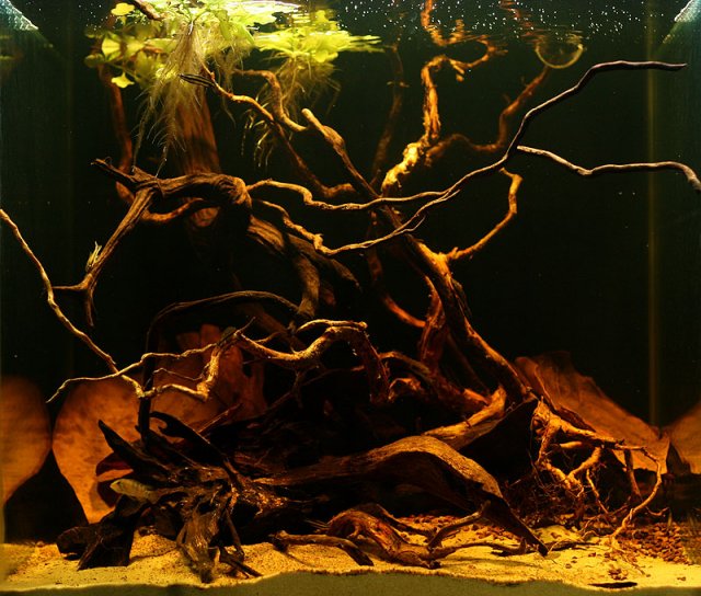 Rio Huallaga aquascape.jpg