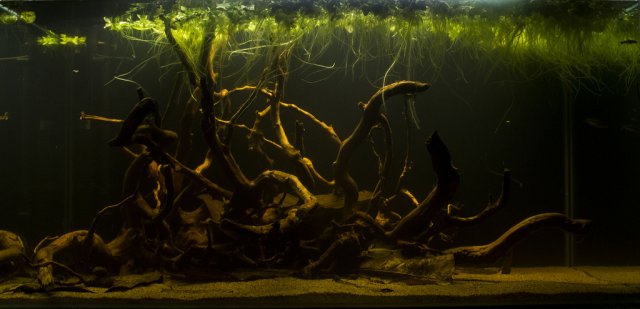Apistogramma biotope.jpg