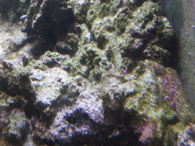 Tank Pic.jpg