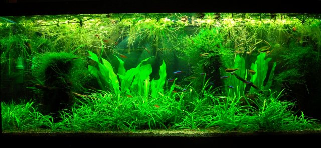70g Jan 28-14.JPG