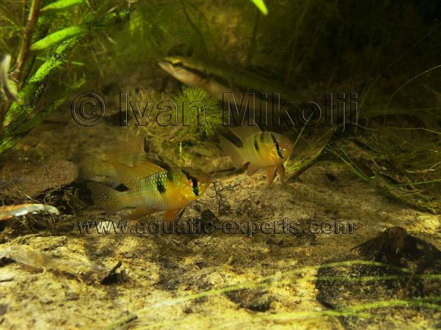 Mikrogeophagus ramirezi in habitat.jpg