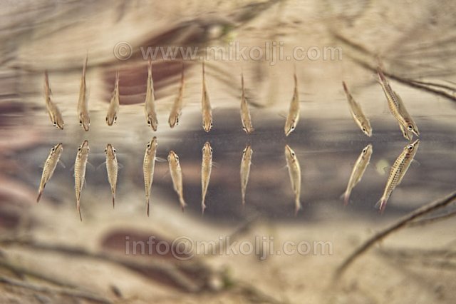 Nannostomus eques in row2.jpg