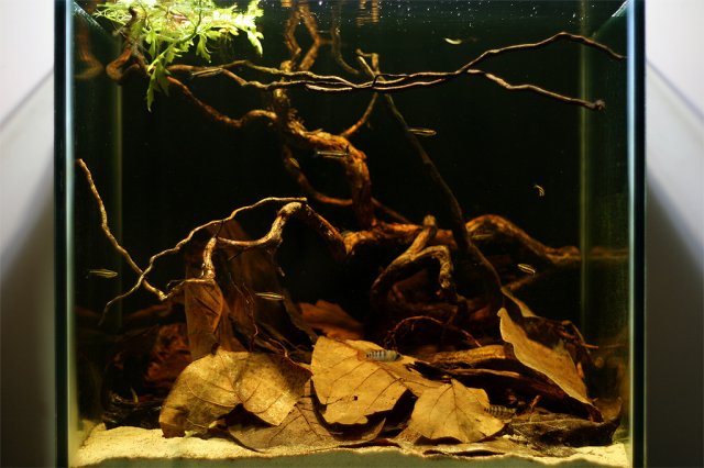 Rio Huallaga drainage aquascape.jpg