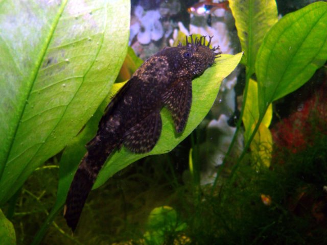 Bn Pleco.jpg