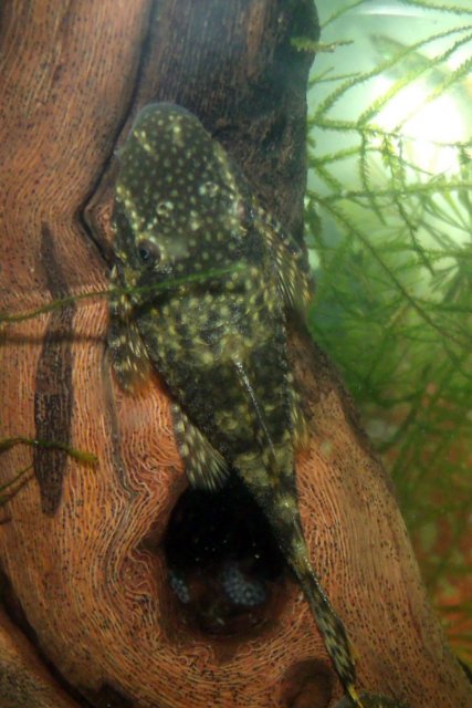 BN Pleco Female.jpg