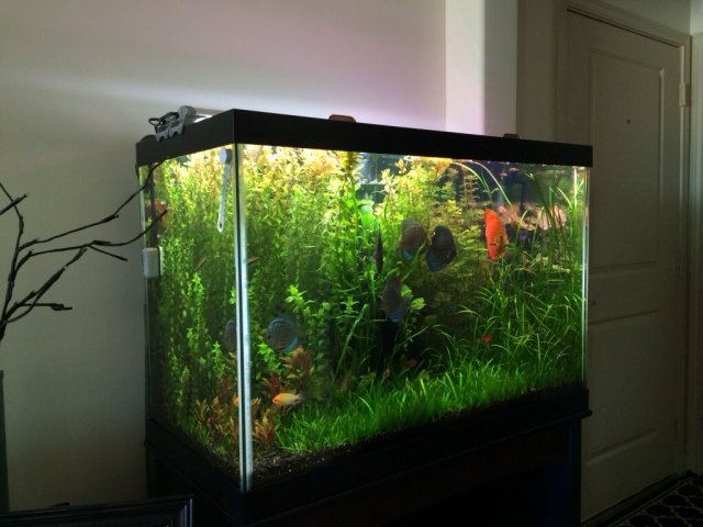 65 gallon aquarium