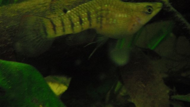 DSCF1124.JPG