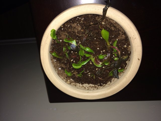 Flytraps 2.jpg