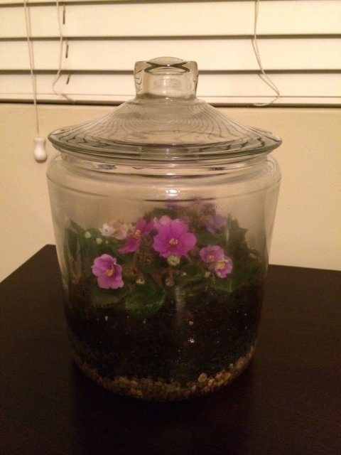 01 African Violet - Feb 24, 2014.jpg