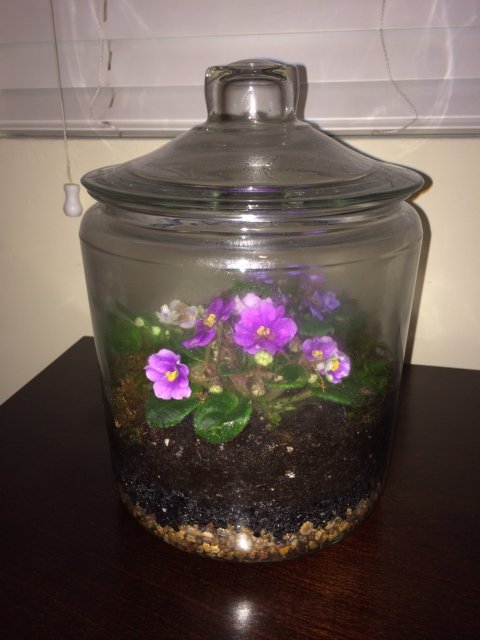 02 African Violet - Feb 24, 2014.jpg