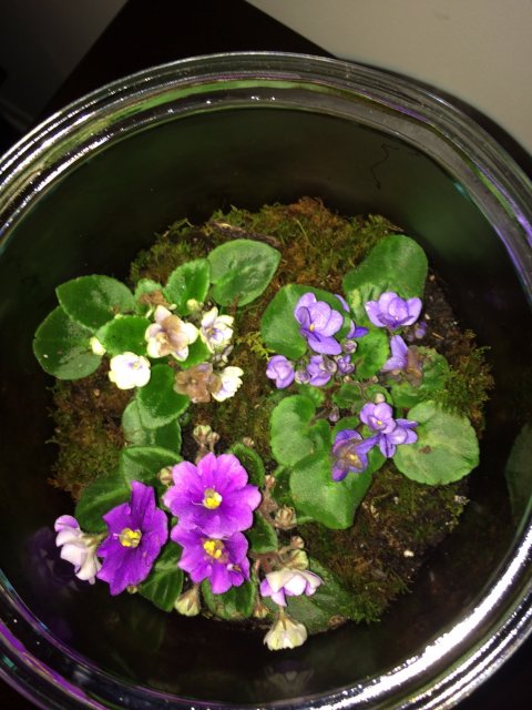african violet closed terrarium aquariacentral com what balance sheet