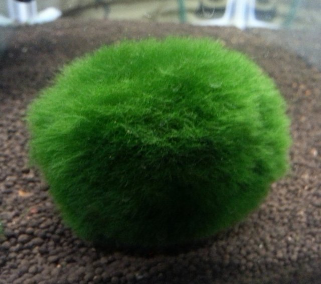 moss-ball-1.jpg