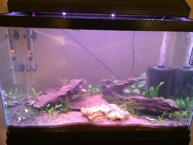 Planted tank 2.jpg