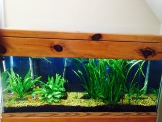 freshwater fishtank full view 2014.JPG