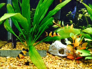 freshwater fishtank 2014.JPG