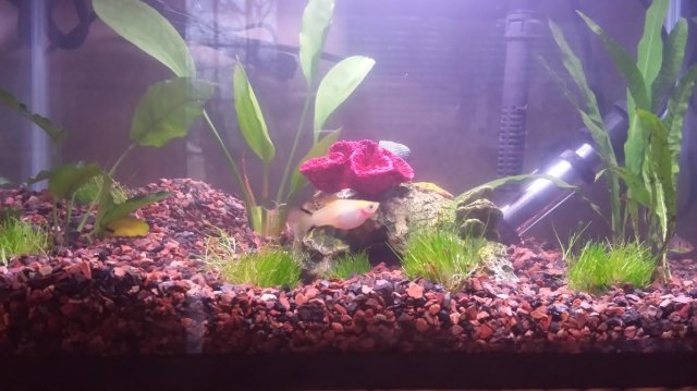 wide shot tank.jpg