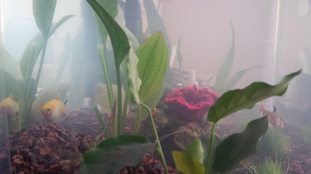 side view tank.jpg
