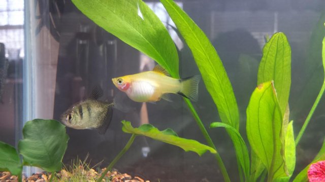 platy tetra.jpg