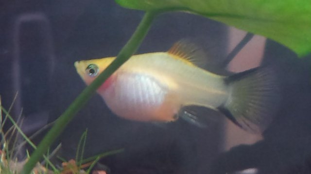 prego platy.jpg