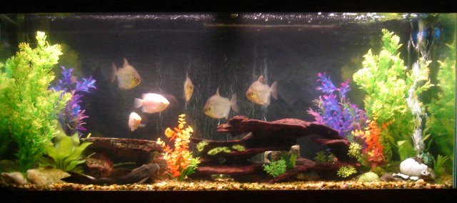 Fishtank 2013.jpg