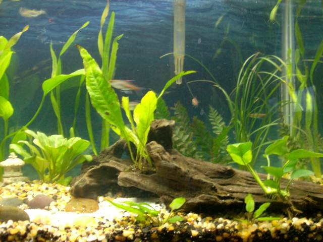 Aquarium 023.JPG