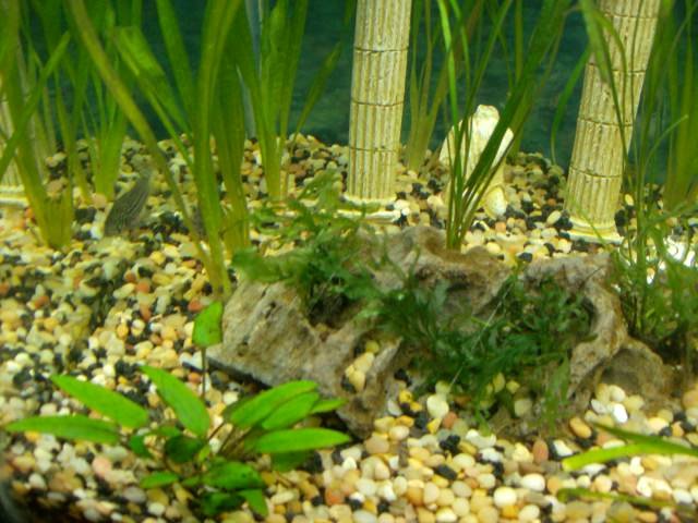 Aquarium 025.JPG