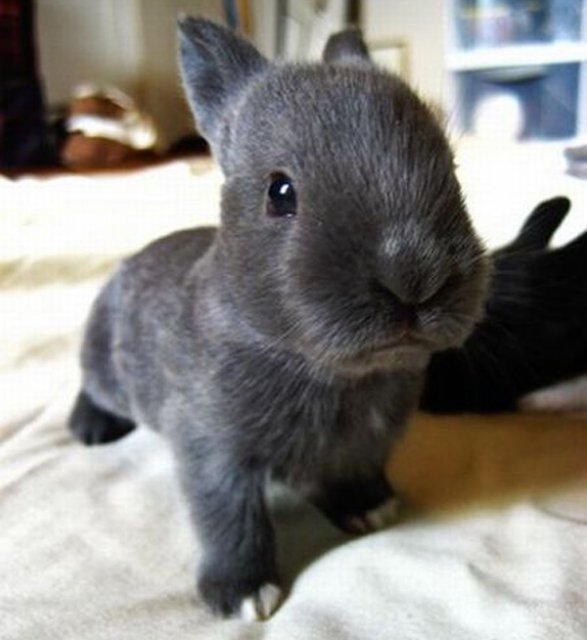 black bunny.jpg