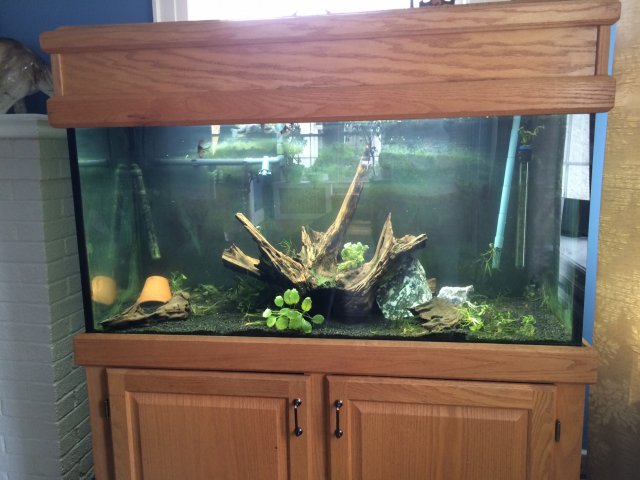 tank clean.JPG tank clean.JPG