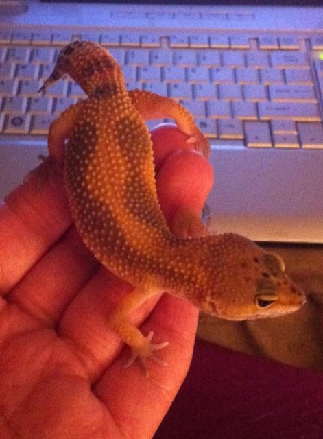 IMG_2184.JPG IMG_2184.JPG