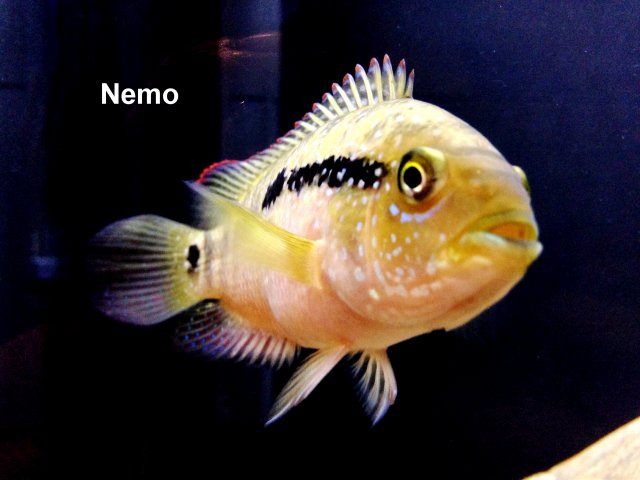 Nemo.JPG