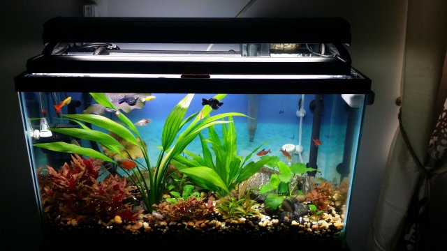 Reinecki Cardinalis Aquariacentral Com