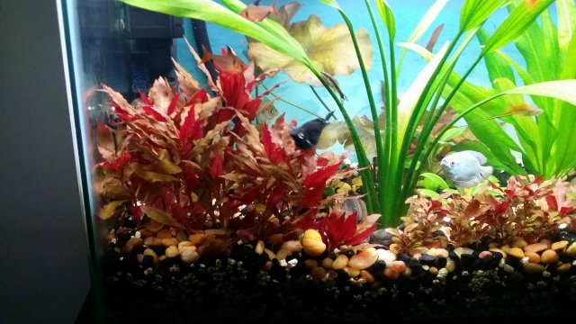 Reinecki Cardinalis Aquariacentral Com