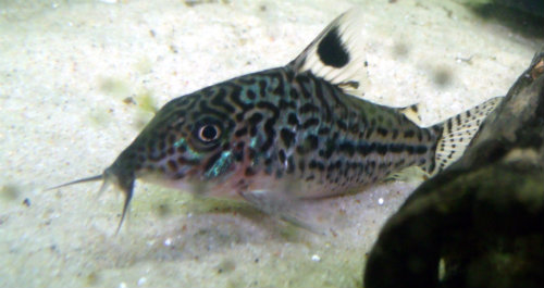 Cory Catfish4.jpg