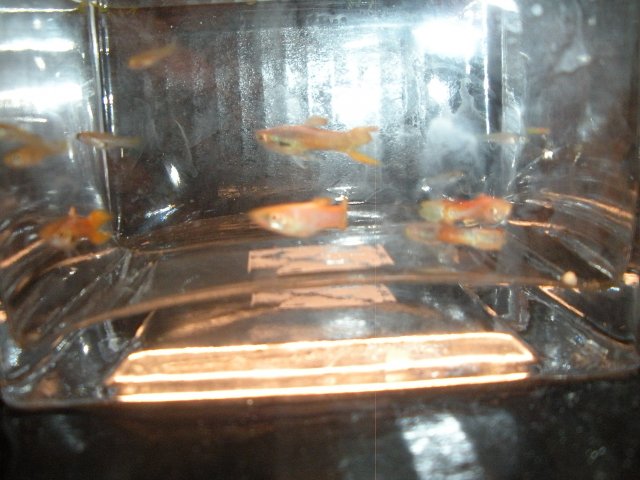 OddEnder4.JPG OddEnder4.JPG