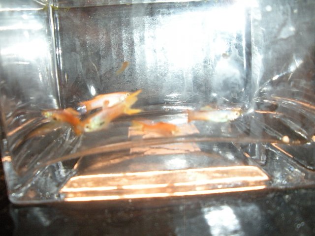 Odd Endler 1.JPG Odd Endler 1.JPG