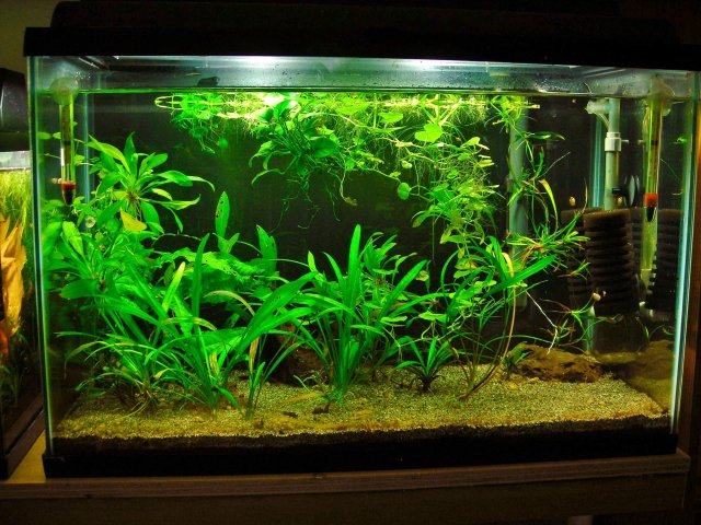 20g QT Aug 23-13.JPG