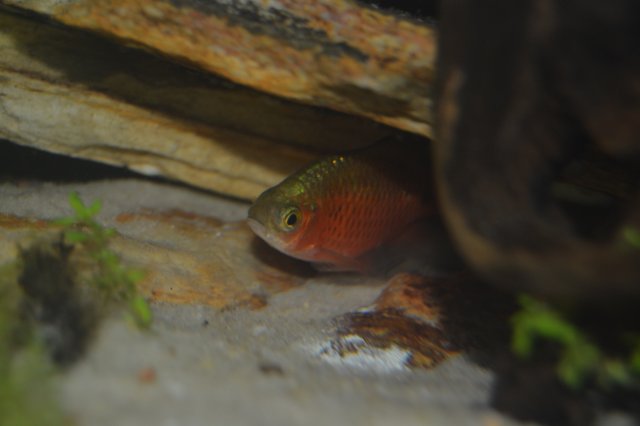 DSC_0083.JPG