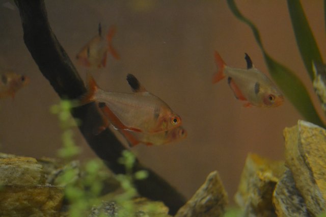 DSC_0092.JPG