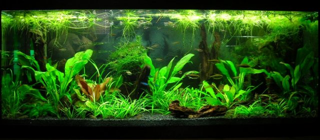 70g Mar 24-11 (1).JPG