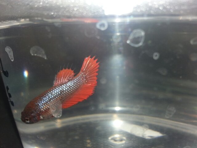 betta.jpg