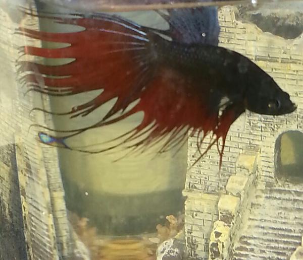 betta1.jpg