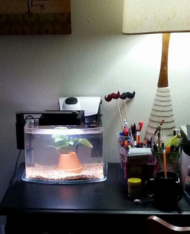 betta nano.jpg