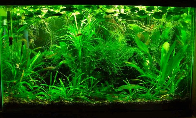 10g Jan 4-12.JPG 10g Jan 4-12.JPG