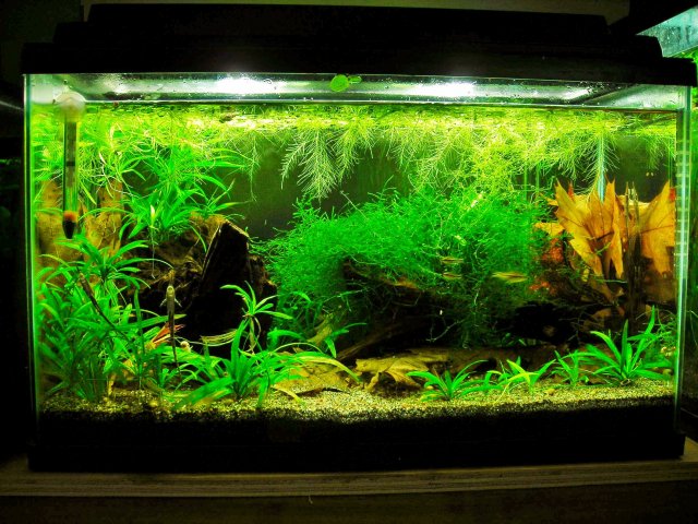 10g May 28-14.JPG 10g May 28-14.JPG